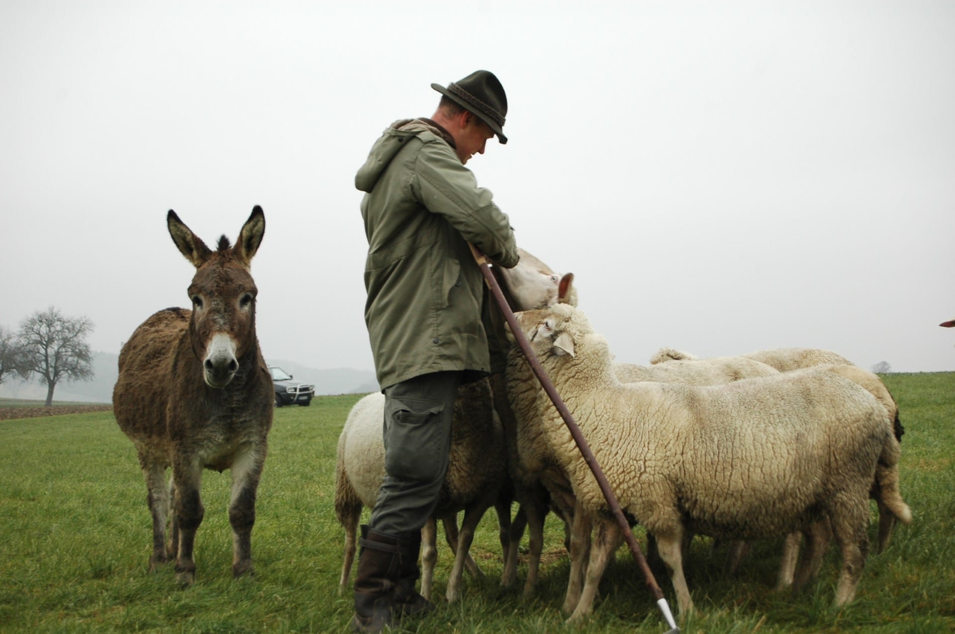 Schäfer und Schafe mit einem Esel
