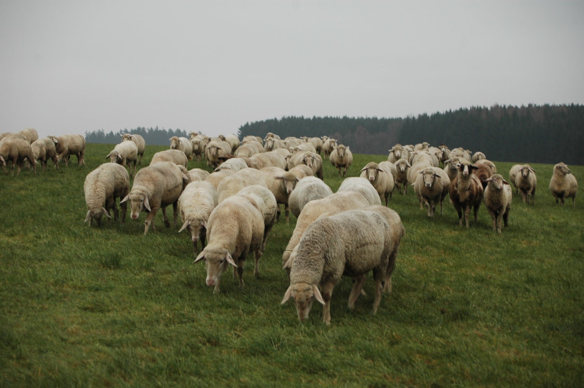 Schafe beim Grasen