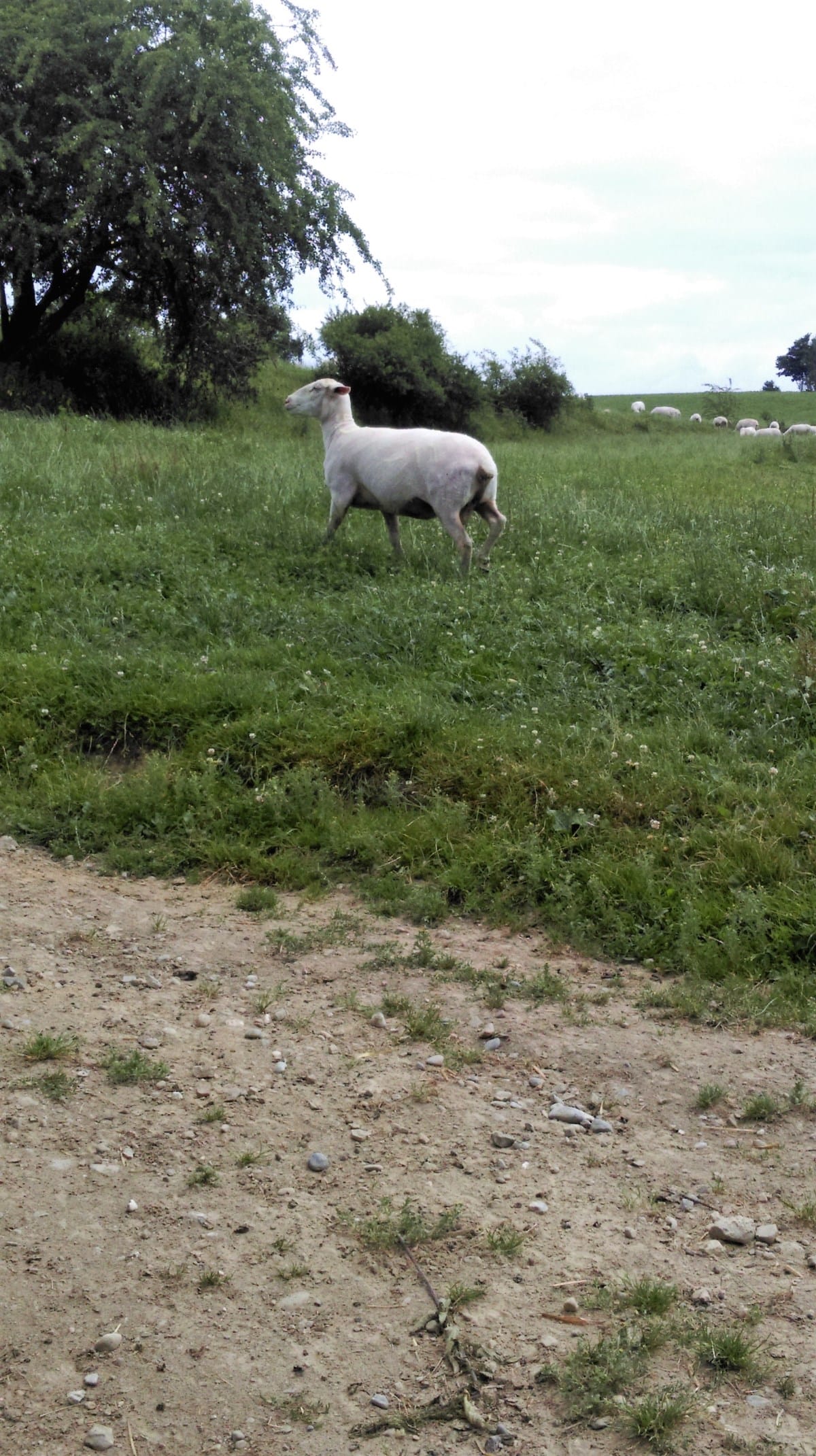 Geschorenes Schaf