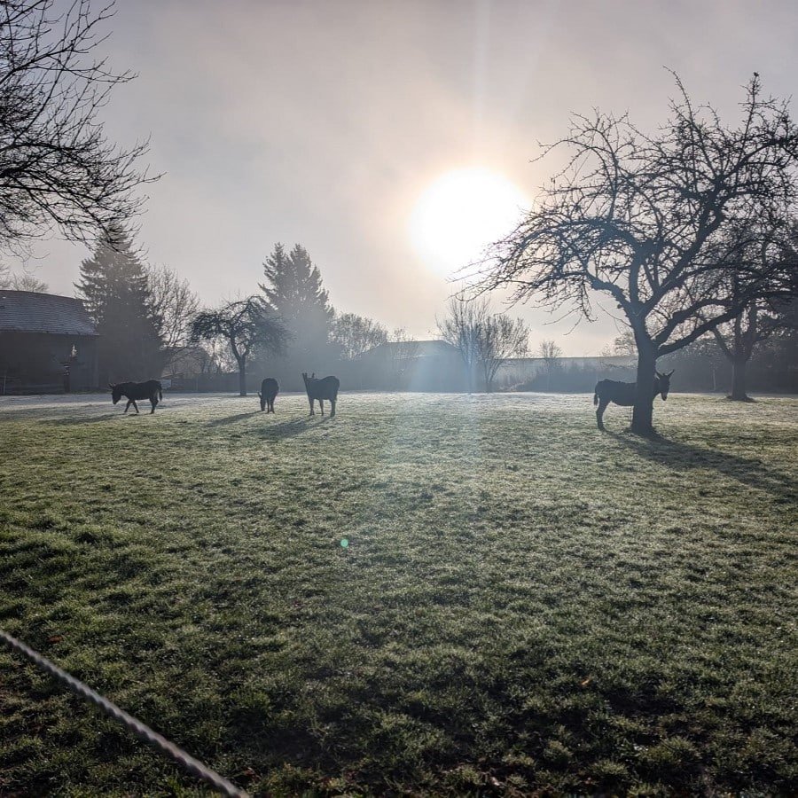 esel-im-nebel