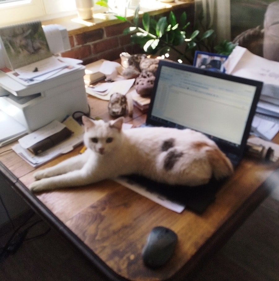 katze