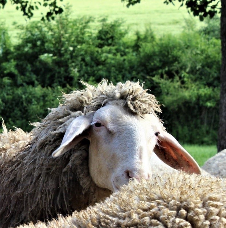 bock