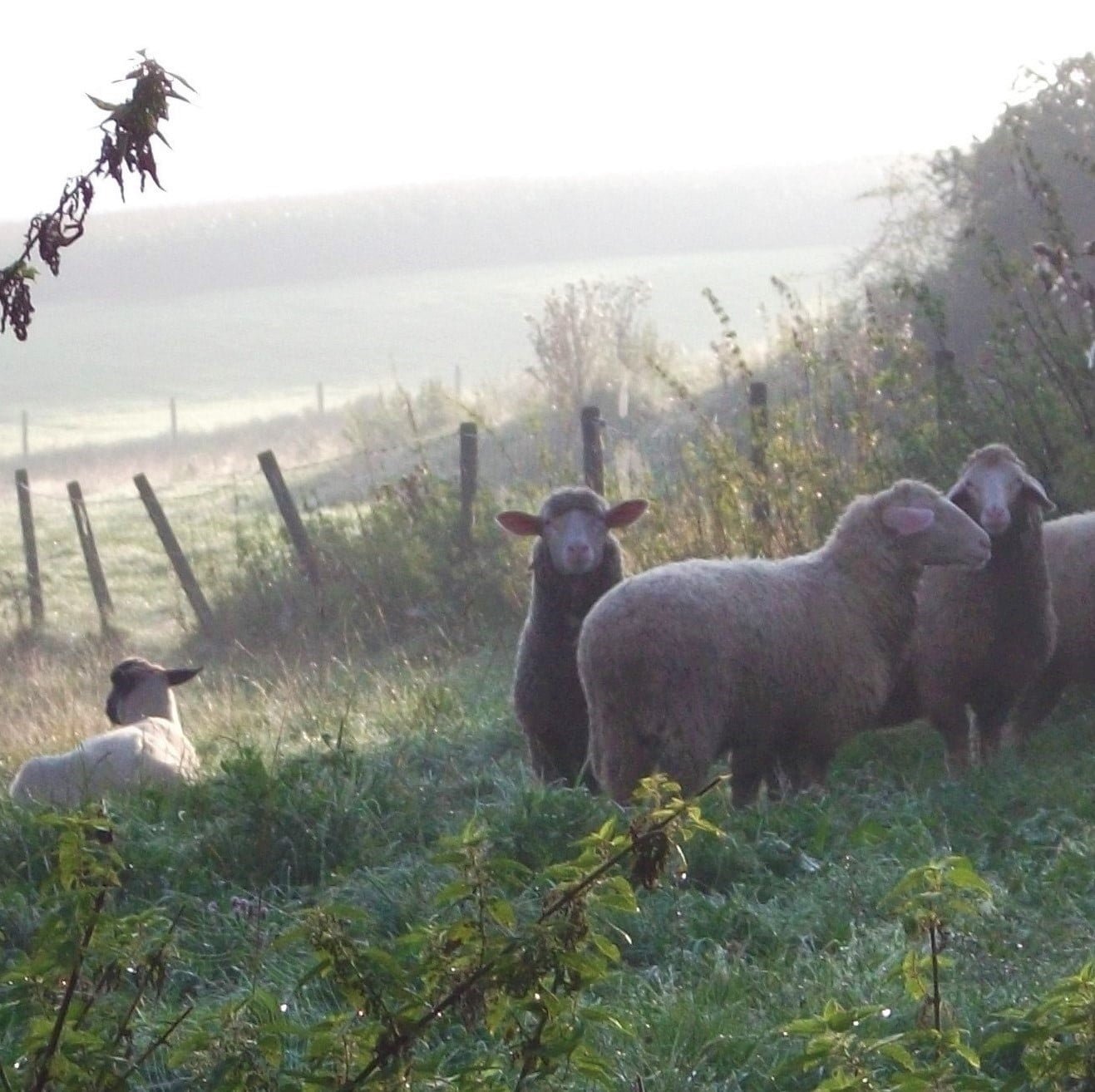 im-nebel
