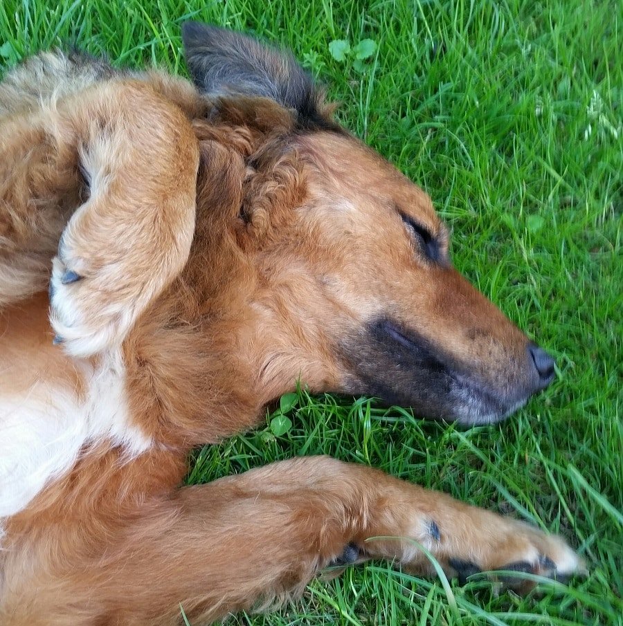 nelli