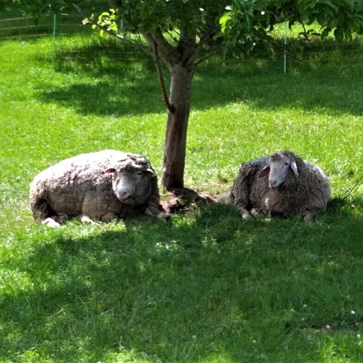 pause unterm baum