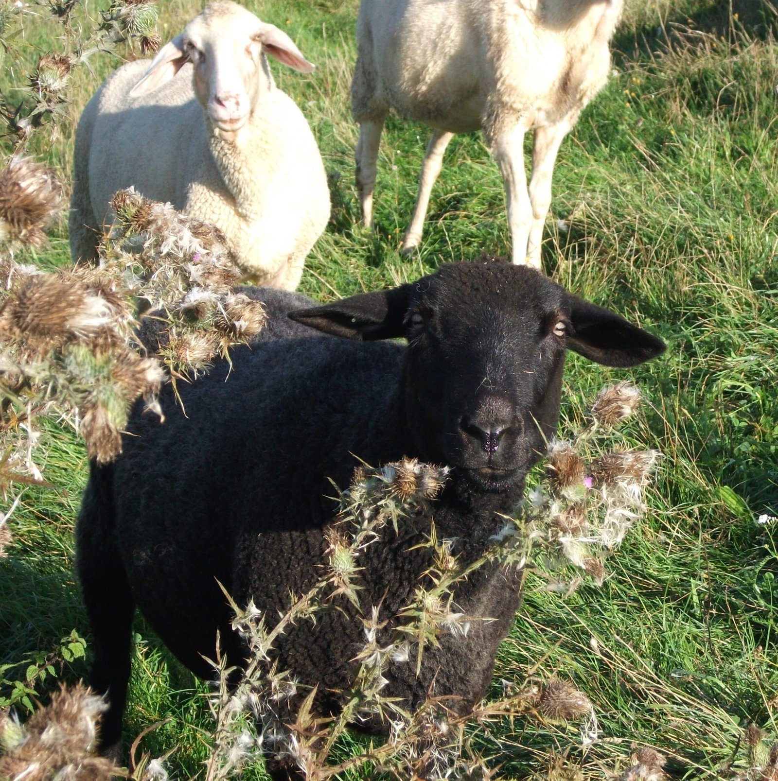 schwarzes-schaf