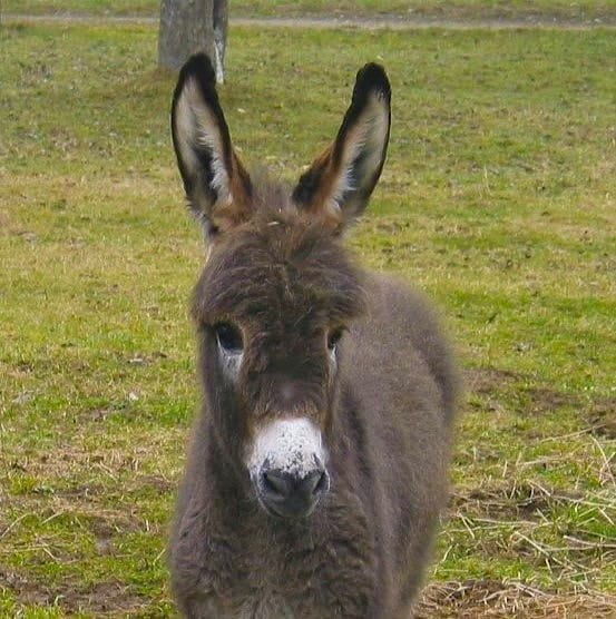 Graues Esel-Fohlen mit weißen Schnauzenflecken und großen Ohren blickt auf einer grünen Wiese in die Kamera.